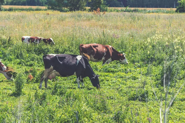 Güneşli gün yaz mera üzerinde otlatma inekler. Tonda fotoğraf. Tarım kavramı. Bretonne pasta Noir ve Montbeliarde inekler.