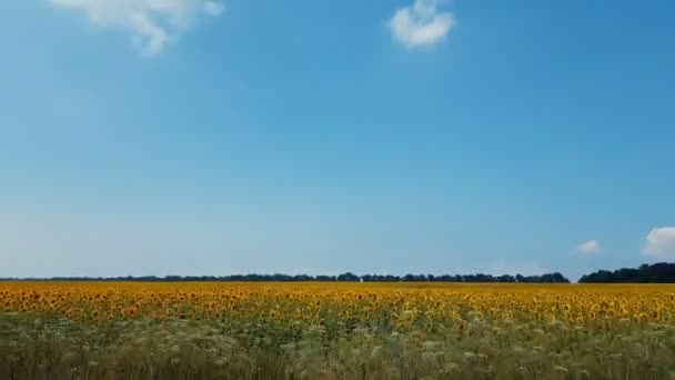 Sonnenblumenfeld Sommer Schöne Gewitterwolken Über Dem Feld Die Aus Einem — Stockvideo