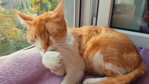 Rot Weiße Katze Leckt Pfote Und Wäscht Sein Gesicht Hause — Stockvideo