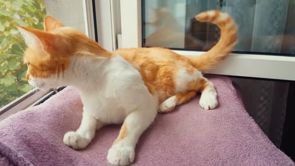 Rot Weiße Katze Leckt Pfote Und Wäscht Sein Gesicht Hause — Stockvideo