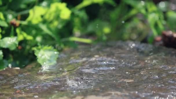雨の滴の落下 グラニット石庭で 濡れた石の上に水の滴を滴下します ループ 動的シーンのトーン ビデオ — ストック動画