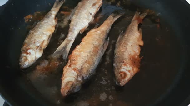 River Fish Frying Pan Close Dynamic Scene Toned Video Delicious — Stock Video