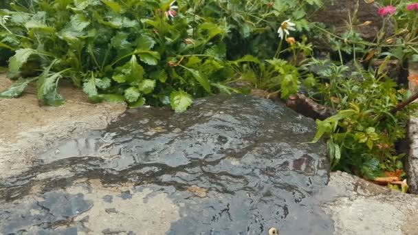 Gocce Pioggia Cadono Sulla Pietra Granitica Giardino Gocce Acqua Gocciolano — Video Stock