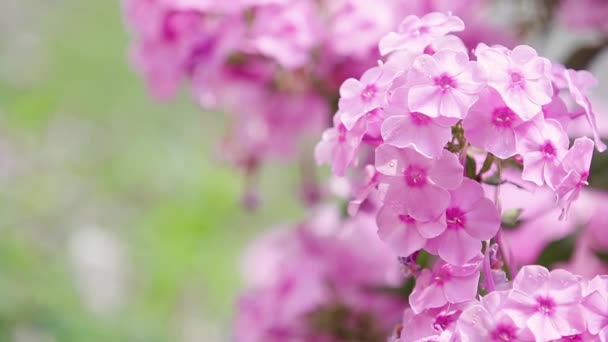 Розовые Цветы Каплями Воды Саду Флокс Дождем Легкий Бриз Крупным — стоковое видео