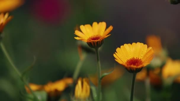 Beautiful yellow orange flowers with water drops in the garden. Marigold in the rain, light breeze close up, dynamic scene, toned video.