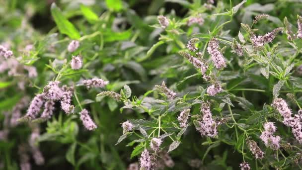 Mint Blossoms Water Drops Garden Branch Green Leaf Rain Light — Stock Video