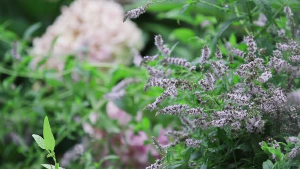 庭の水とミントの花を削除します 雨の中 動的シーン トーンのビデオをすぐ微風で緑の葉の枝 — ストック動画