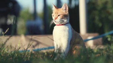 Şirin komik kırmızı beyaz kedi içinde kırmızı yakalı yaz bahçesinde yeşil çimenlerin üzerinde rahatlatıcı. Günbatımı, dolly atış, sığ derinlik-in tarla, 50 kare/sn.