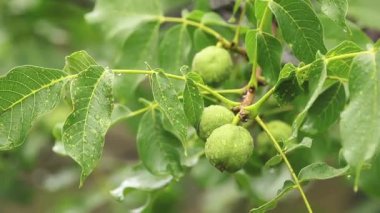 Dalı su ile yeşil fındık bahçesinde bırakır. Yağmur, ağaçlarda kapatın, dinamik sahnesi, tonda video.
