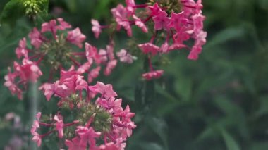 Su ile güzel pembe çiçekler bahçede bırakır. Phlox duş yağmurda kapatın, dinamik sahnesi, tonda video.