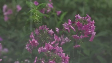Su ile güzel pembe çiçekler bahçede bırakır. Phlox duş yağmurda kapatın, dinamik sahnesi, tonda video.