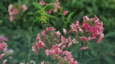 Su ile güzel pembe çiçekler bahçede bırakır. Phlox duş yağmurda kapatın, dinamik sahnesi, tonda video.