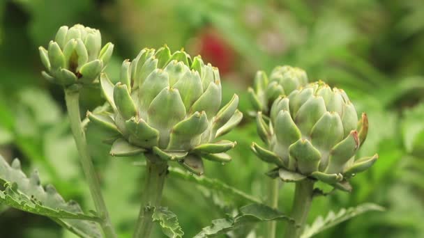 Hojas Uva Verde Rama Con Gotas Agua Jardín Planta Lluvia — Vídeo de stock