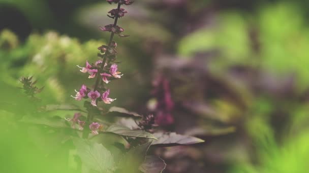 Flor Manjericão Vermelho Com Gotas Água Jardim Planta Chuva Close — Vídeo de Stock