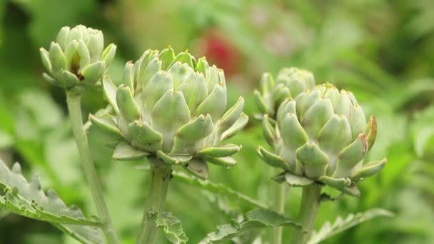 Zöld Szőlő Levelek Fióktelep Vízcseppek Kertben Eső Növény Közelkép Dinamikus — Stock videók
