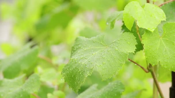 绿色的葡萄叶子在树枝上 水滴在花园里 植物在雨中 动态场面 柔和的录影 — 图库视频影像