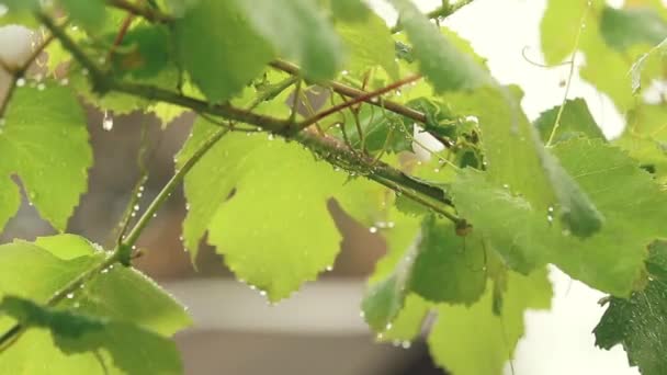 庭に水の滴を枝に緑のブドウの葉します 雨の中の植物 クローズ アップ 動的シーン トーンのビデオ — ストック動画