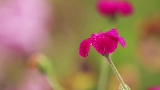 Lindas Flores Vermelhas Rosa Com Gotas Água Jardim Matthiola Chuva — Vídeo de Stock