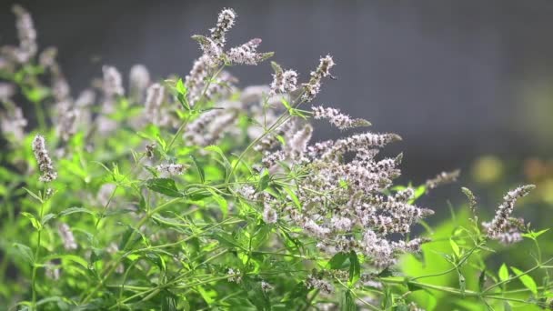 Nane Çiçekleri Ile Bahçede Bırakır Yağmurda Hafif Meltem Yakın Kadar — Stok video