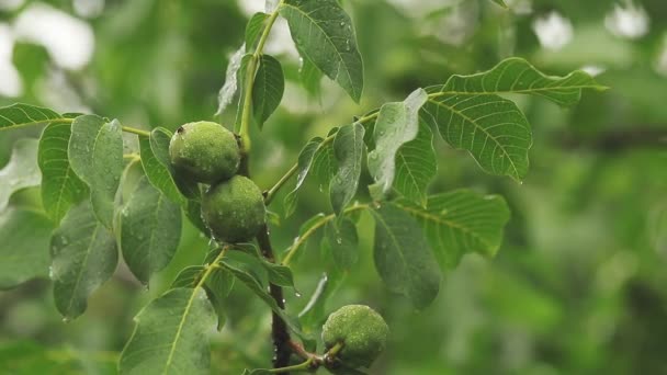 树枝上的绿色坚果在花园里滴水 树在雨中 动态场面 柔和的录影 — 图库视频影像