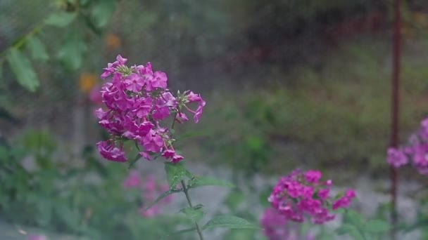 美丽的粉红色的花朵与水滴在花园里 夹竹桃在阵雨雨 动态场面 柔和的录影 — 图库视频影像