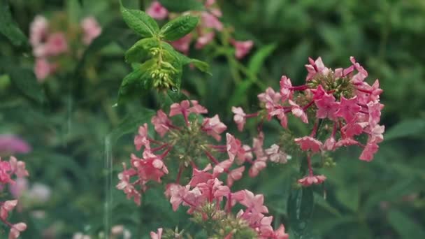 Розовые Цветы Каплями Воды Саду Флокс Душе Дождь Крупный План — стоковое видео