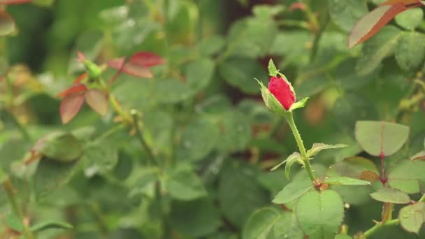 Όμορφη Ροζ Κόκκινα Λουλούδια Νερό Σταγόνες Στον Κήπο Rose Στη — Αρχείο Βίντεο