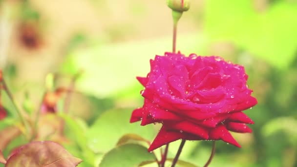 美丽的粉红色红色的花朵与水滴在花园里 在雨中上升 动态场面 柔和的录影 — 图库视频影像