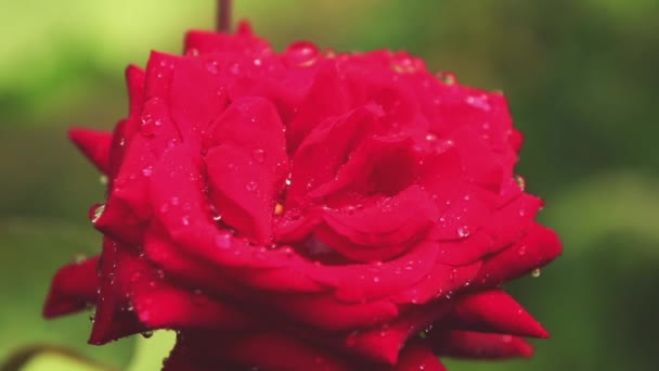 美丽的粉红色红色的花朵与水滴在花园里 在雨中上升 动态场面 柔和的录影 — 图库视频影像