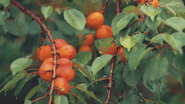 Robuste Succose Arancioni Luminose Deliziose Albicocche Sul Ramo Con Gocce — Video Stock