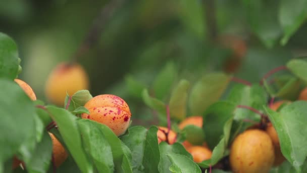 Robustes Juteux Orange Lumineux Délicieux Abricots Sur Branche Avec Des — Video