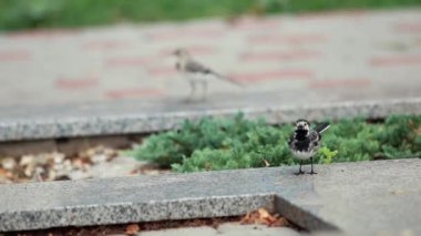 Beyaz Kuyruksallayan (Motacilla alba) beyaz, gri ve siyah tüylü Şehir Parkı içinde kuş. Enfes bir küçük, uzun kuyruklu ve oldukça şen şakrak siyah beyaz kuş.
