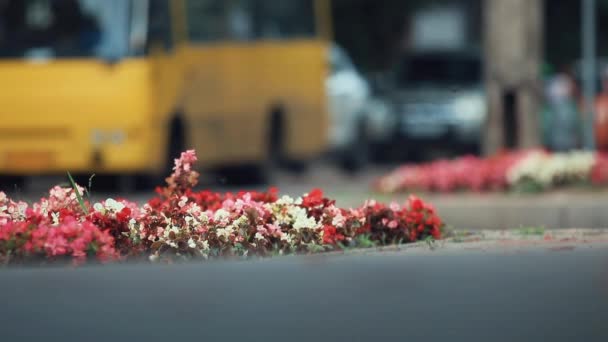 Lindas Flores Vermelhas Brancas Rosa Canteiro Flores Centro Cidade Dolly — Vídeo de Stock