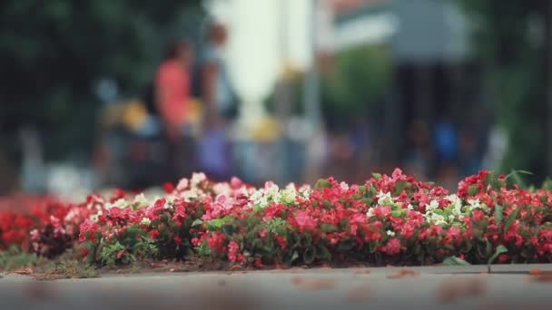 中心街の花壇に美しい赤 ピンク花 ドリー ショットは Fps フィールドの浅い深さ — ストック動画