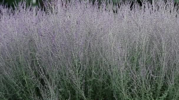 Prachtige Mooie Verbazende Lavendel Bloesem Close Lichte Bries Bijen Verzamelen — Stockvideo