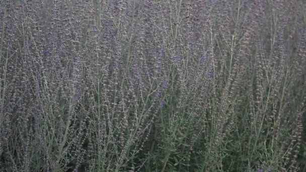 Vackra Fina Fantastiska Lavendel Blomma Närbild Lätt Bris Bin Bin — Stockvideo