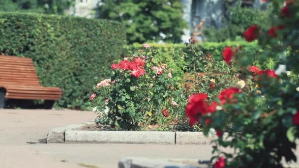 Rose Trädgård Bakgrund Blomma Vacker Park Röd Rosor City Blommor — Stockvideo