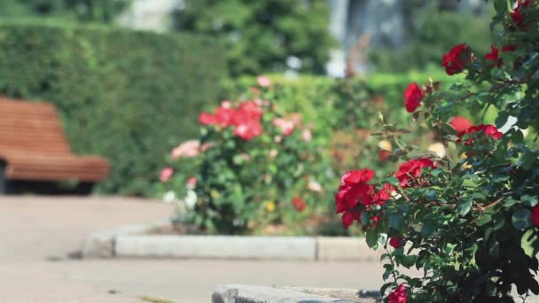 Rose Trädgård Bakgrund Blomma Vacker Park Röd Rosor City Blommor — Stockvideo