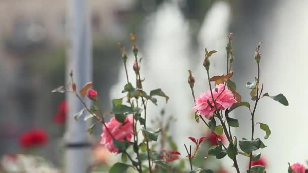 Vackra Rosa Röda Rosor Stadens Torg Nära Fontänen Solig Sommardag — Stockvideo