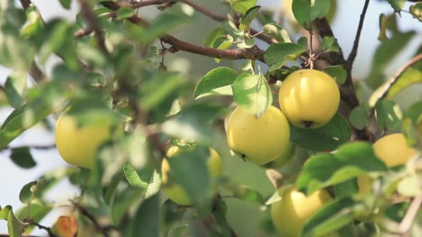 Ζουμερά Όμορφη Καταπληκτική Ωραία Μήλα Στο Κλαδί Του Δέντρου Καλή — Αρχείο Βίντεο