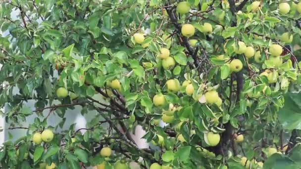 ジューシーな美しい素晴らしい素敵なりんご木の枝 風と雨で日当たりの良い夏の良い一日 フィールド トーンのビデオ Fps の浅い深さ — ストック動画
