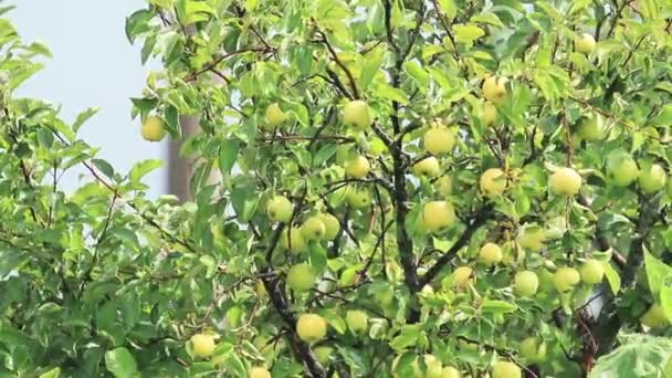 Juteux Belle Étonnante Belles Pommes Sur Branche Arbre Ensoleillé Bonne — Video