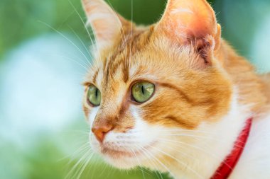 Sevimli beyaz-kırmızı kedi içinde kırmızı tasma için yeşil çim bahçesinde bir şey izliyor. Güzel bir gün, yakın çekim, tonda fotoğraf, sığ derinlik-in tarla.