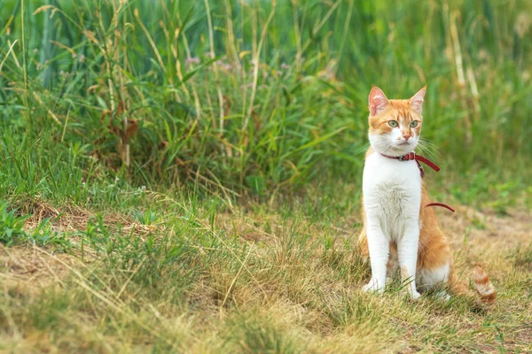 Cute White Red Cat Red Collar Watching Something Garden Green — Stock Photo, Image