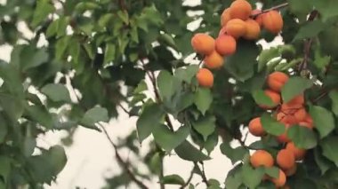 Sulu güzel inanılmaz güzel kayısı meyve ağacı dalı, hafif esinti ile güneşli yaz iyi günler. Sığ derinliği alan, tonda video, 50 kare/sn.