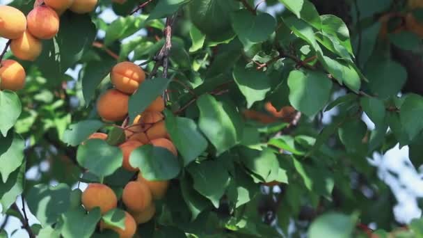 木の枝にジューシーな美しい素晴らしい素敵なアプリコット果実 そよ風の日当たりの良い夏の良い一日 フィールド トーンのビデオ Fps の浅い深さ — ストック動画