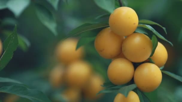 Ζουμερά Όμορφο Καταπληκτικό Ωραίο Κερασοδαμασκηνιά Είναι Δαμάσκηνο Φρούτα Στο Κλαδί — Αρχείο Βίντεο
