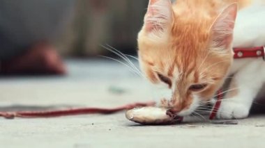 Komik güzel inanılmaz şirin kırmızı beyaz kedi kırmızı yaka açık, güneşli yaz iyi gününde taze balık yeme. Sığ derinliği alan, tonda video, 50 kare/sn.
