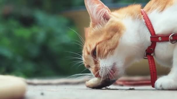 面白い美しい驚くほどかわいい赤白猫赤い首輪 屋外の日当たりの良い夏の良い日に新鮮な魚を食べることに フィールド トーンのビデオ Fps の浅い深さ — ストック動画