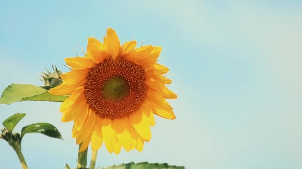 Schöne Schöne Wunderschöne Gelbe Frische Sonnenblume Auf Großer Blauer Himmelshintergrund — Stockvideo